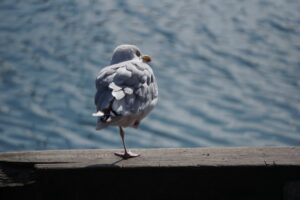 Balanced by Nature Lessons from the Natural World